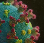 PREVIEW - Delta SARS-CoV-2 Variant Now Available for Research